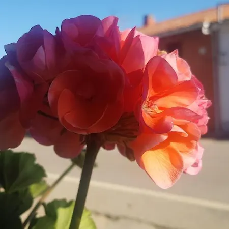 El Rodeno De Gea Ideal Parejas